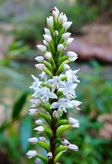 Cranichis muscosa (Orchidaceae) Soroa, Cuba. Jan 2, 2013. Cranichis muscosa,Cuba,Geotagged,Winter,helmet orchid