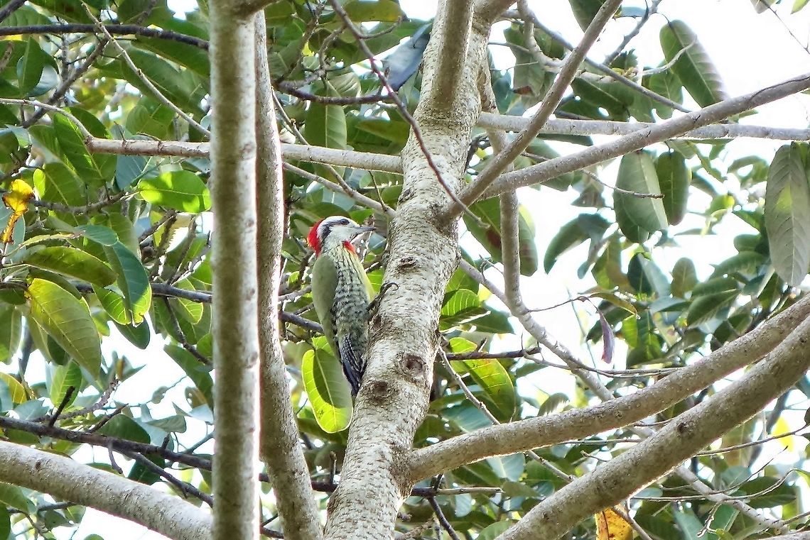 Cuban green woodpecker (Xiphidiopicus percussus) Maria la Gorda, Cuba. Dec 29, 2012. Cuba,Cuban green woodpecker,Geotagged,Winter,Xiphidiopicus percussus