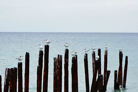 Royal terns (Thalasseus maximus) Maria la Gorda, Cuba. Dec 27, 2015. Cuba,Geotagged,Royal tern,Thalasseus maximus,Winter