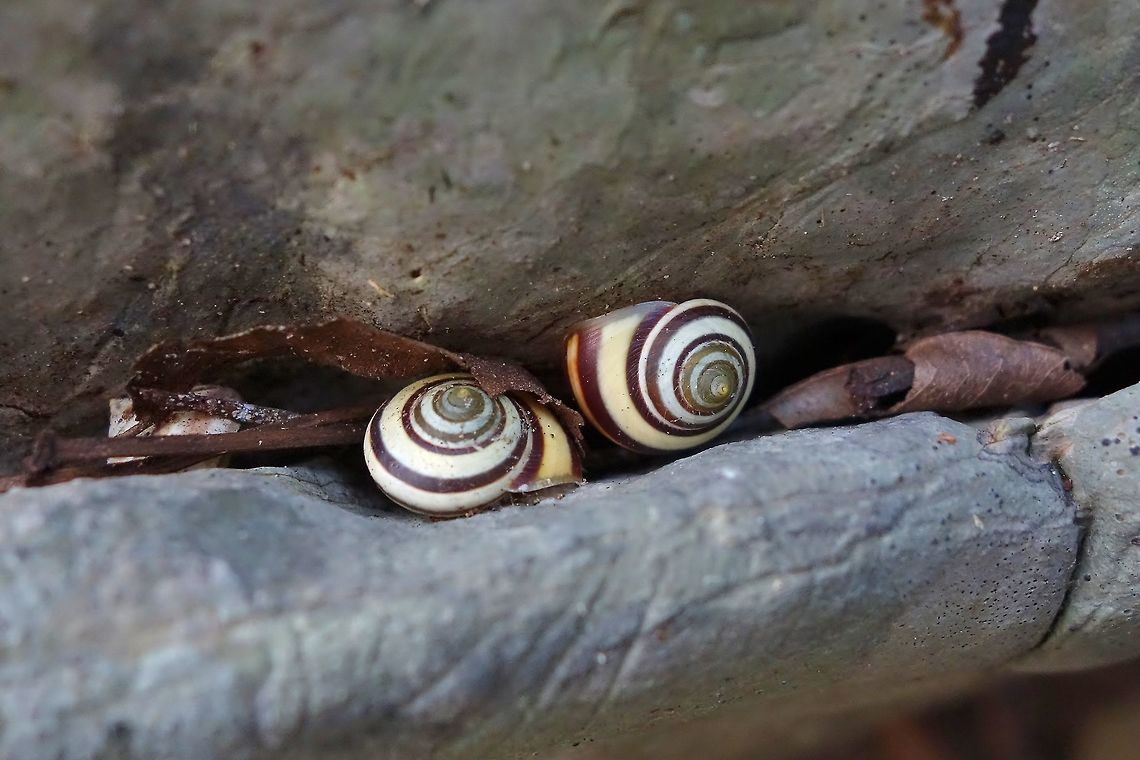 Cuban painted land snail (Polymita picta) Parque de Vi&ntilde;ales, Cuba. Dec 26, 2012. Cuba,Geotagged,Polymita picta,Winter