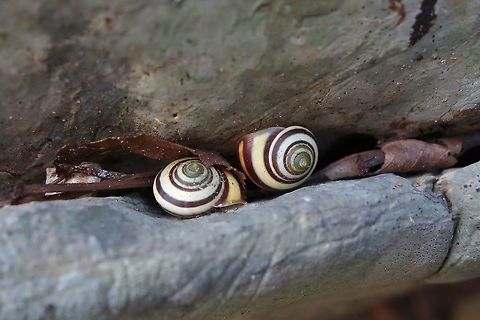Cuban painted land snail (Polymita picta) Parque de Viñales, Cuba. Dec 26, 2012. Cuba,Geotagged,Polymita picta,Winter
