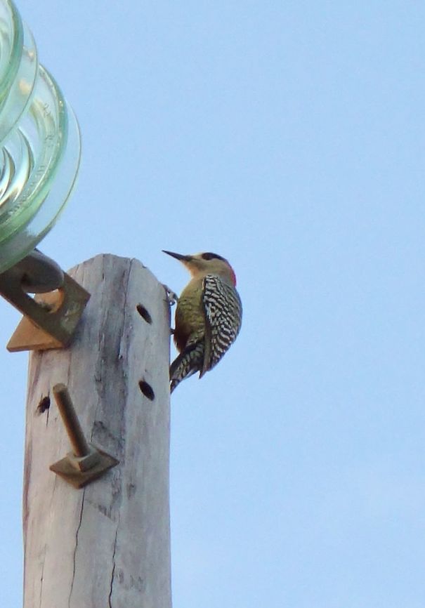 West Indian woodpecker (Melanerpes superciliaris) Vi&ntilde;ales, Cuba. Dec 23, 2012. Cuba,Geotagged,Melanerpes superciliaris,West Indian woodpecker,Winter