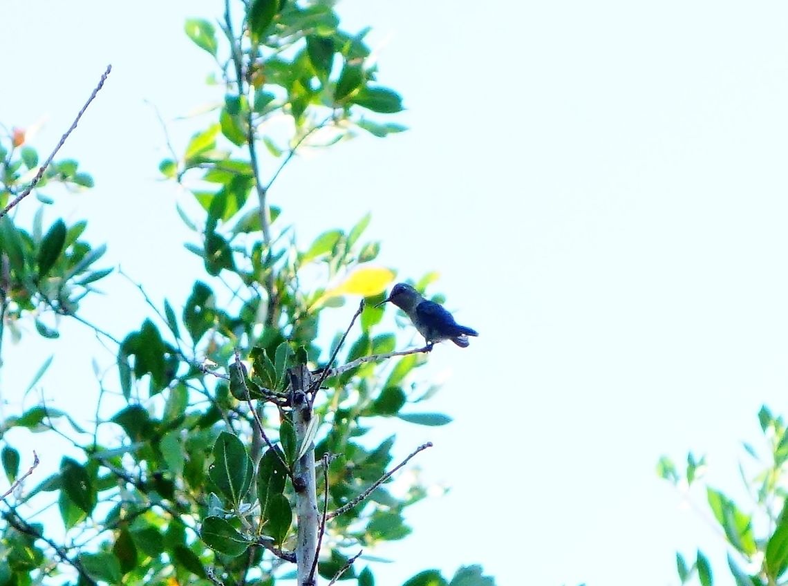 Bee hummingbird (Mellisuga helenae) Maria la Gorda, Cuba. Dec 30, 2012. Cuba,Geotagged,Mellisuga helenae,Winter