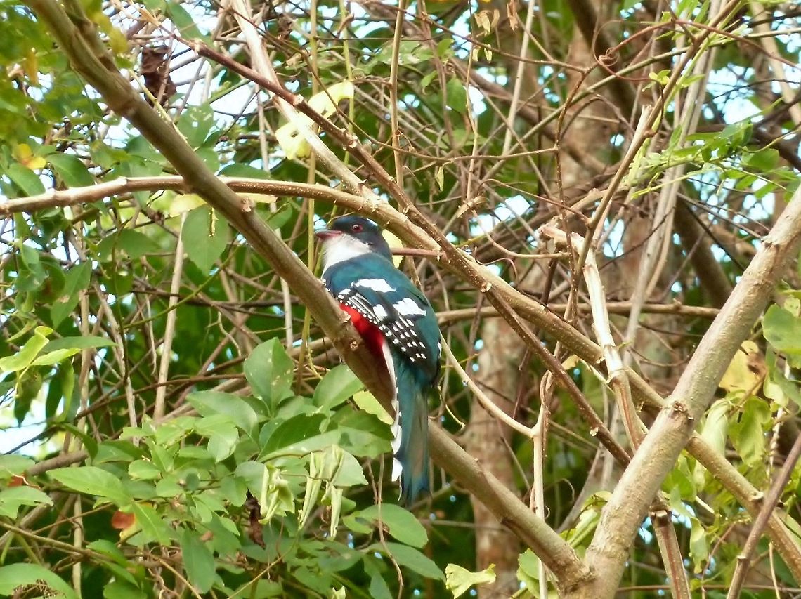 Cuban trogon (Priotelus temnurus) Soroa, Cuba. Jan 2, 2013 Cuba,Cuban trogon,Geotagged,Priotelus temnurus,Winter
