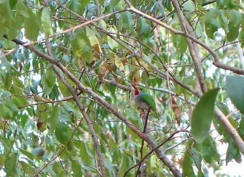 Cuban tody (Todus multicolor) Parque de Vi&ntilde;ales, Cuba. Dec 26, 2012. Cuba,Cuban Tody,Geotagged,Todus multicolor,Winter
