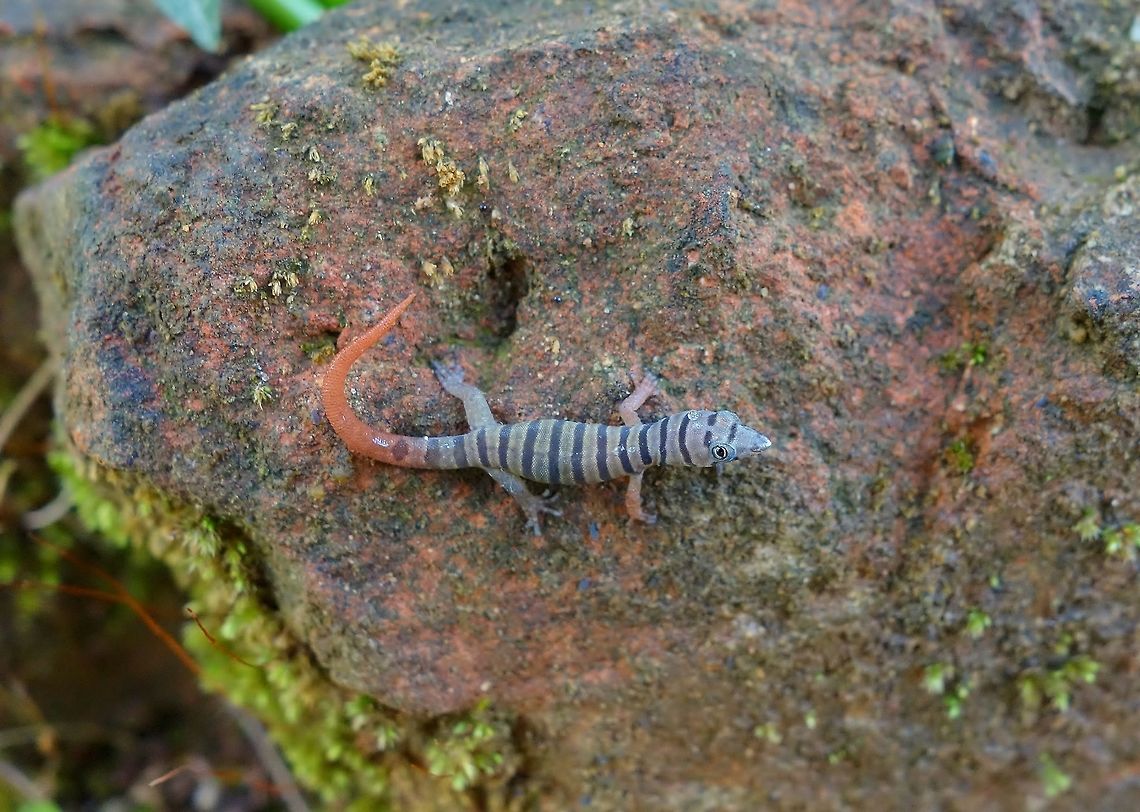 Ashy gecko (Sphaerodactylus elegans) juvenile Vi&ntilde;ales, Cuba. Dec 26, 2012. Ashy gecko,Cuba,Geotagged,Sphaerodactylus elegans,Winter