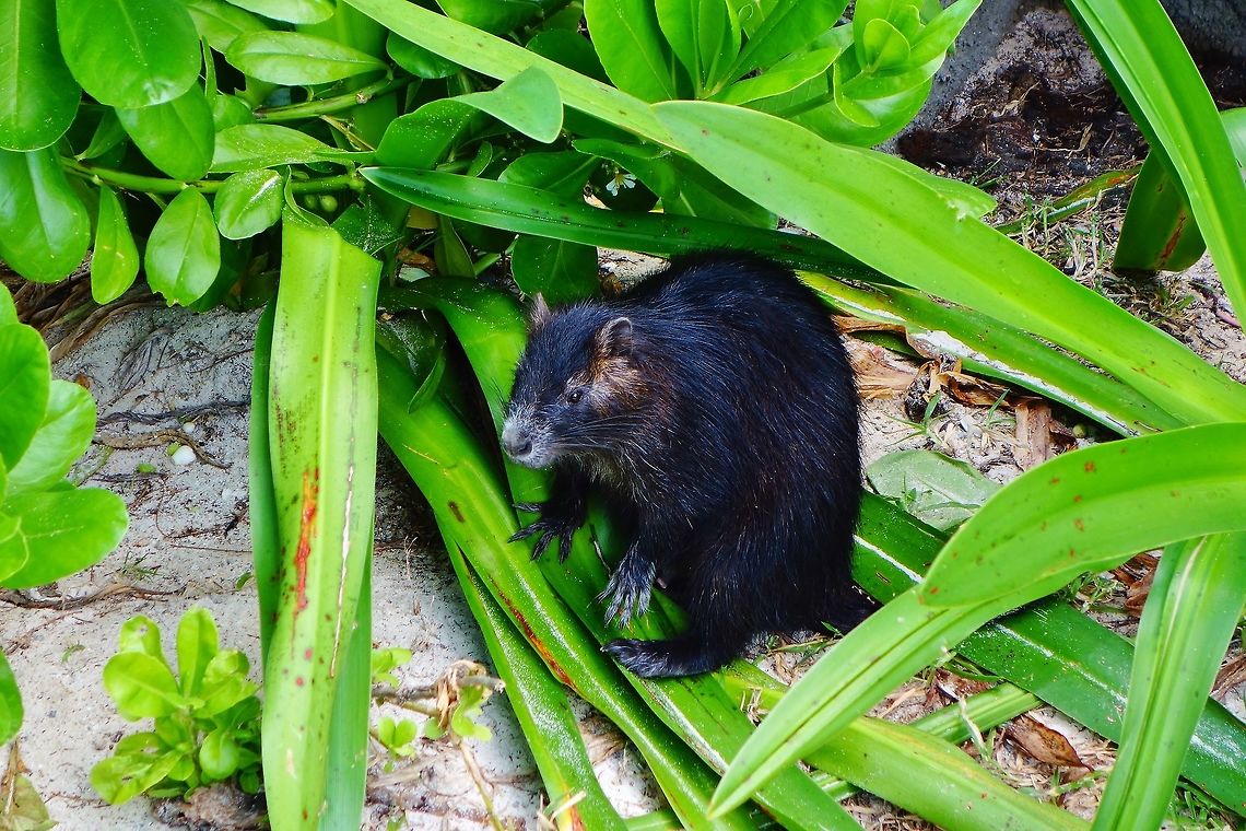 Desmarest's hutia (Capromys pilorides) Cayo Levisa, Cuba. Jan 1, 2013. Capromys pilorides,Cuba,Cuban hutia,Geotagged,Winter