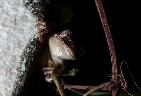 Cuban tree frog (Osteopilus septentrionalis) Viñales, Cuba. Dec 26, 2012. Cuba,Cuban tree frog,Geotagged,Osteopilus septentrionalis,Winter