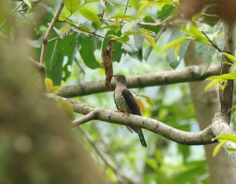 Indian Cuckoo (Cuculus micropterus) Dhakphel road, Zhemgang province, Bhutan. May 2, 2015. Bhutan,Cuculus micropterus,Geotagged,Indian Cuckoo,Spring