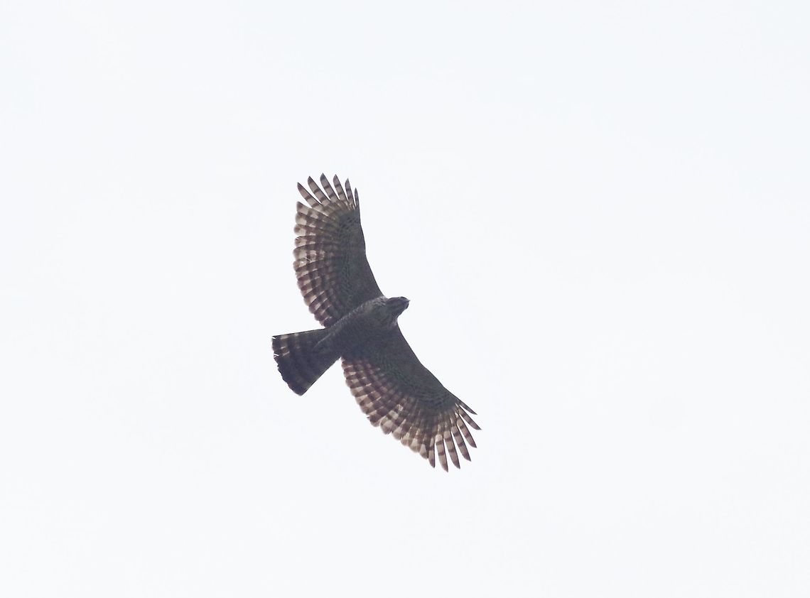 Mountain Hawk-Eagle (Nisaetus nipalensis) Dhakphel road, Zhemgang province, Bhutan. May 2, 2015. Bhutan,Geotagged,Mountain Hawk-Eagle,Nisaetus nipalensis,Spring