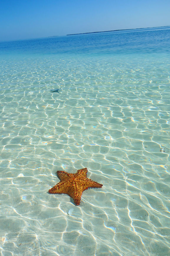 Oreaster reticulatus (Oreasteridae) Maria la Gorda, Cuba. Jan 1, 2013. Cuba,Geotagged,Oreaster reticulatus,Winter