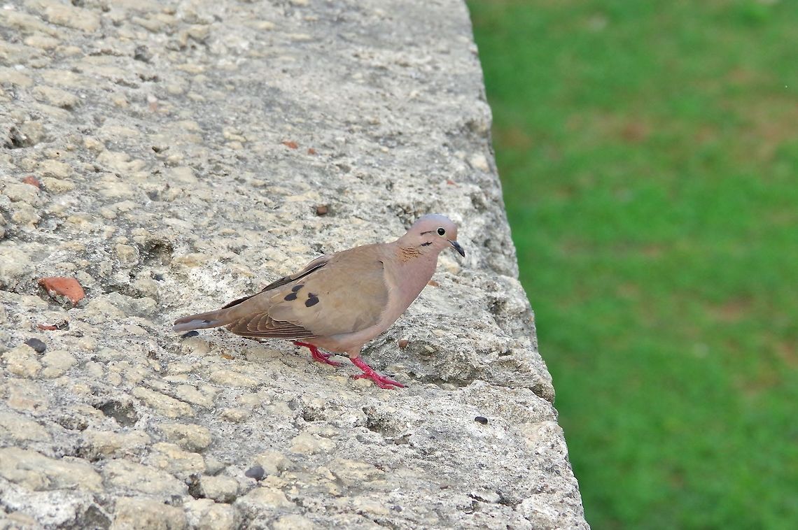 Eared dove (Zenaida auriculata) Cartagena, Bolivar, Colombia. May 24, 2014. Colombia,Eared dove,Geotagged,Spring,Zenaida auriculata