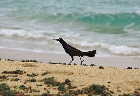 Great-tailed Grackle (Quiscalus mexicanus) Cabo San Juan de la Guia, PNN Tayrona, Colombia. May 27, 2014. Colombia,Geotagged,Great-tailed Grackle,Quiscalus mexicanus,Spring