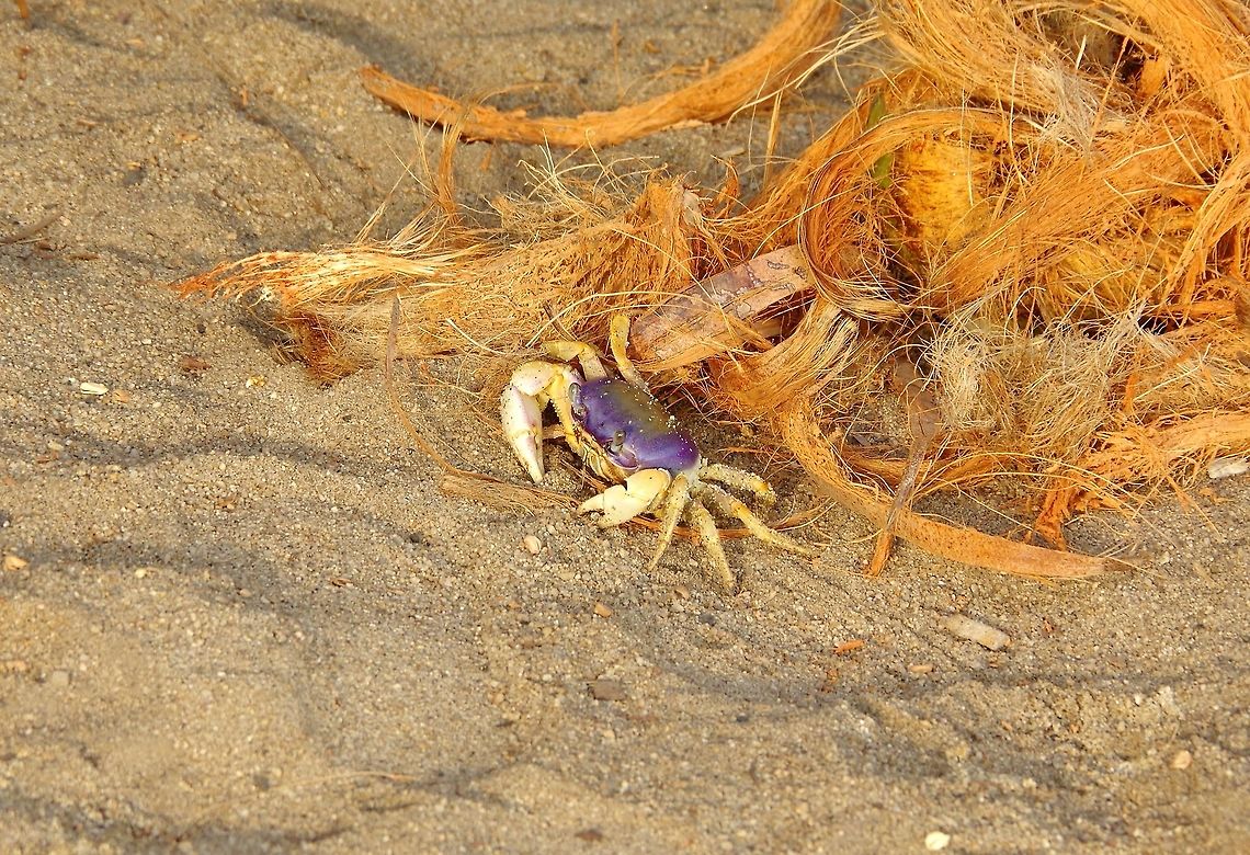Blue land crab (Cardisoma guanhumi) juvenile Cabo San Juan de la Guia, PNN Tayrona, Colombia. May 27, 2014. Blue land crab,Cardisoma guanhumi,Colombia,Geotagged,Spring