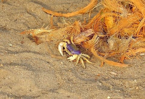 Blue land crab (Cardisoma guanhumi) juvenile Cabo San Juan de la Guia, PNN Tayrona, Colombia. May 27, 2014. Blue land crab,Cardisoma guanhumi,Colombia,Geotagged,Spring