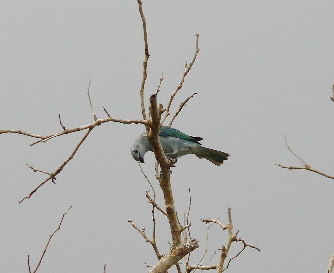 Blue-gray Tanager (Thraupis episcopus) Cabo San Juan de la Guia, PNN Tayrona, Colombia. May 27, 2014. Blue-gray Tanager,Colombia,Geotagged,Spring,Thraupis episcopus