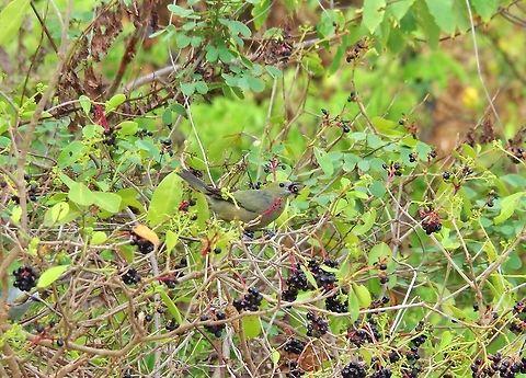 Palm tanager (Thraupis palmarum) Cabo San Juan de la Guia, PNN Tayrona, Colombia. May 27, 2014. Colombia,Geotagged,Palm tanager,Spring,Thraupis palmarum