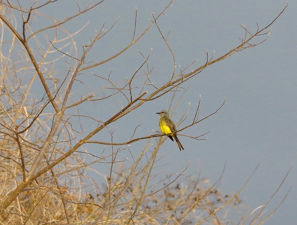 Tropical Kingbird (Tyrannus melancholicus) Cabo San Juan de la Guia, PNN Tayrona, Colombia. May 27, 2014. Colombia,Geotagged,Spring,Tropical Kingbird,Tyrannus melancholicus