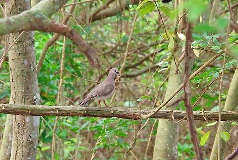 White-tipped Dove (Leptotila verreauxi) Cabo San Juan de la Guia, PNN Tayrona, Colombia. May 27, 2014. Colombia,Geotagged,Leptotila verreauxi,Spring,White-tipped Dove