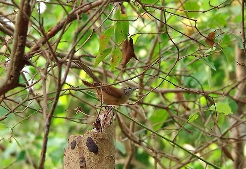 Buff-breasted wren (Cantorchilus leucotis) Cabo San Juan de la Guia, PNN Tayrona, Colombia. May 27, 2014. Buff-breasted wren,Cantorchilus leucotis,Colombia,Geotagged,Spring