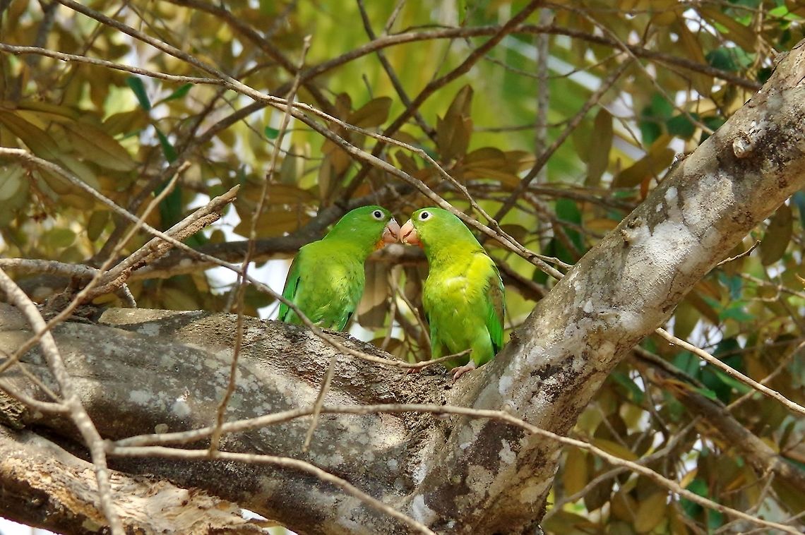 Orange-chinned parakeet (Brotogeris jugularis) couple Cabo San Juan de la Guia, PNN Tayrona, Colombia. May 27, 2014. Brotogeris jugularis,Colombia,Geotagged,Orange-chinned parakeet,Spring