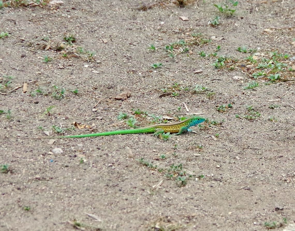 Gaige's Rainbow lizard (Cnemidophorus gaigei) Pueblito, PNN Tayrona, Colombia. May 27, 2014. Cnemidophorus lemniscatus,Colombia,Geotagged,Rainbow Lizard,Spring