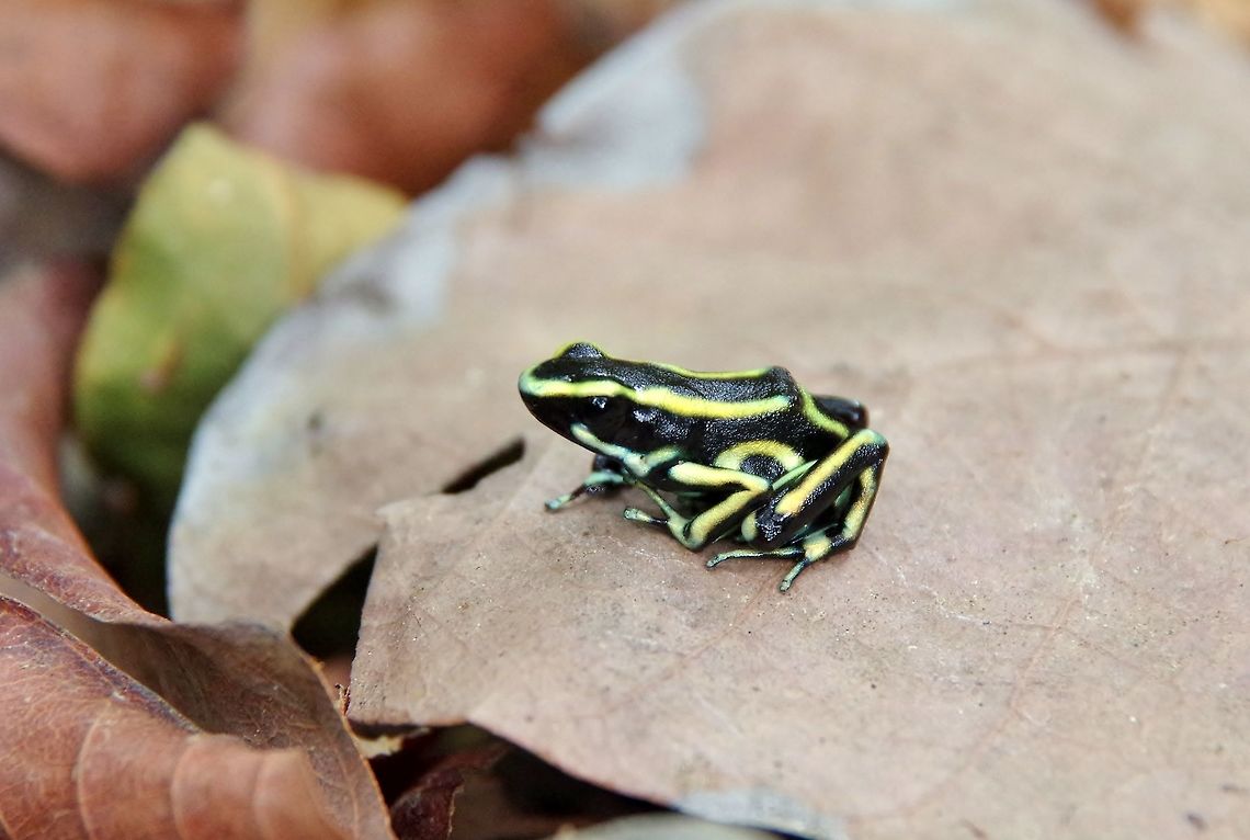 Yellow-striped poison frog (Dendrobates truncatus) Cabo San Juan de la Guia, PNN Tayrona, Colombia. May 27, 2014. Colombia,Dendrobates truncatus,Geotagged,Spring,Yellow-striped poison frog