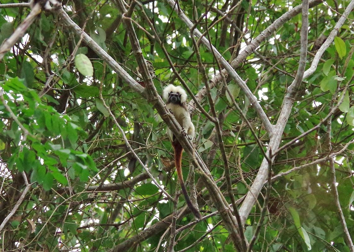 Cotton-Top Tamarin (Saguinus oedipus) PNN Tayrona, Colombia. May 27, 2014. Colombia,Cotton-Top Tamarin,Geotagged,Saguinus oedipus,Spring