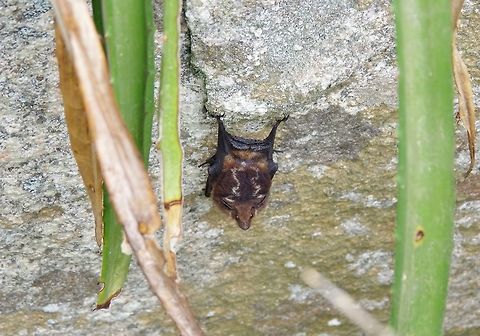 Greater sac-winged bat (Saccopteryx bilineata) Cabo San Juan de la Guia, PNN Tayrona, Colombia. May 27, 2014. Colombia,Geotagged,Greater sac-winged bat,Saccopteryx bilineata,Spring