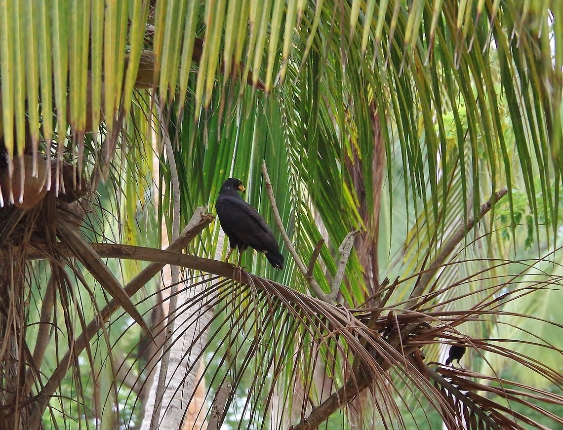 Common Black Hawk (Buteogallus anthracinus) Cabo San Juan de la Guia, PNN Tayrona, Colombia. May 27, 2014. Buteogallus anthracinus,Colombia,Common Black Hawk,Geotagged,Spring