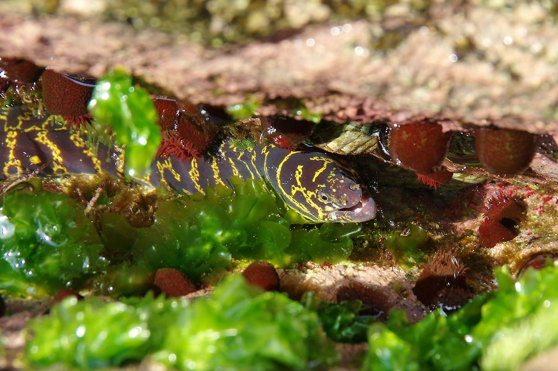 Chain moray (Echidna catenata) Cabo San Juan de la Guia, PNN Tayrona, Colombia. May 28, 2014. Colombia,Echidna catenata,Geotagged,Spring