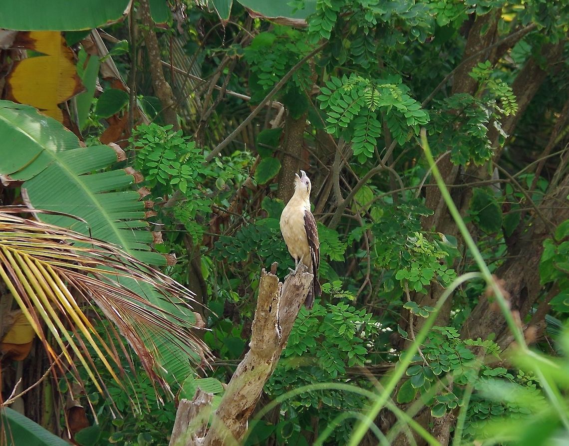 Yellow-headed caracara (Milvago chimachima) Cabo San Juan de la Guia, PNN Tayrona, Colombia. May 28, 2014. Colombia,Geotagged,Milvago chimachima,Spring,Yellow-headed caracara