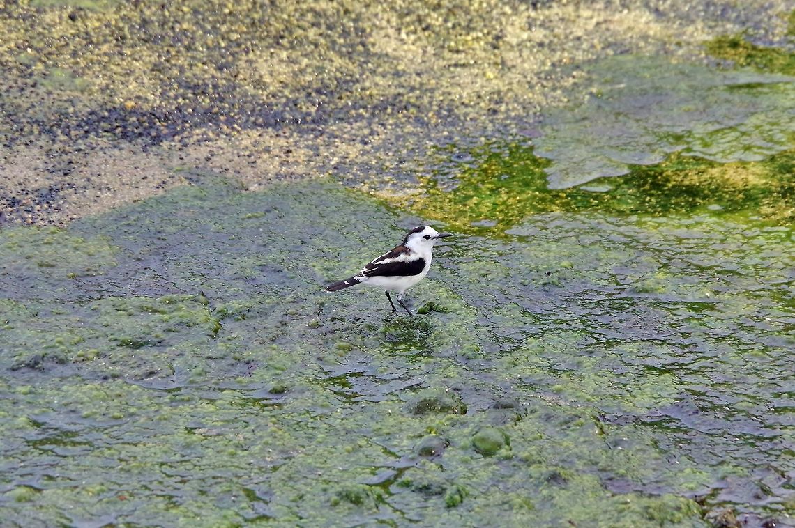Pied water tyrant (Fluvicola pica) Cabo San Juan de la Guia, PNN Tayrona, Colombia. May 28, 2014. Colombia,Fluvicola pica,Geotagged,Pied water tyrant,Spring