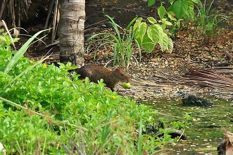 Central American agouti (Dasyprocta punctata) Cabo San Juan de la Guia, PNN Tayrona, Colombia. May 28, 2014. Central American agouti,Colombia,Dasyprocta punctata,Geotagged,Spring