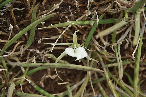 Lady of the night (Brassavola nodosa) Cabo San Juan de la Guia, PNN Tayrona, Colombia. May 28, 2014. Brassavola nodosa,Colombia,Geotagged,Lady of the night,Spring