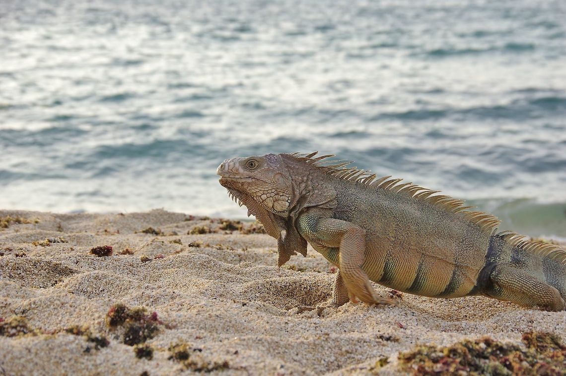Green iguana (Iguana iguana) Cabo San Juan de la Guia, PNN Tayrona, Colombia. May 28, 2014. Colombia,Geotagged,Green iguana,Iguana iguana,Spring