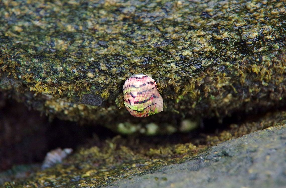 Nerita versicolor (Neritidae) Cabo San Juan de la Guia, PNN Tayrona, Colombia. May 28, 2014. Colombia,Geotagged,Nerita versicolor,Spring