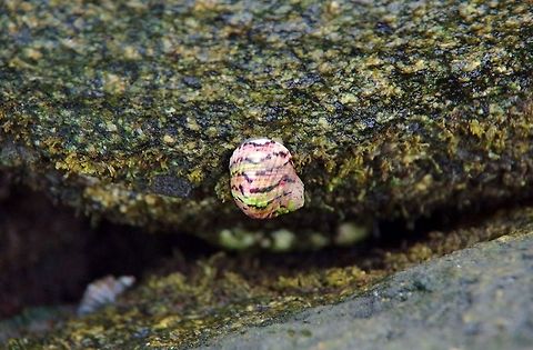 Nerita versicolor (Neritidae) Cabo San Juan de la Guia, PNN Tayrona, Colombia. May 28, 2014. Colombia,Geotagged,Nerita versicolor,Spring