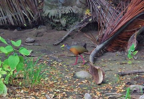 Grey-necked wood rail (Aramides cajanea) Cabo San Juan de la Guia, PNN Tayrona, Colombia. May 29, 2014. Aramides cajanea,Aramides cajaneus,Colombia,Geotagged,Grey-necked Wood Rail,Grey-necked wood rail,Spring