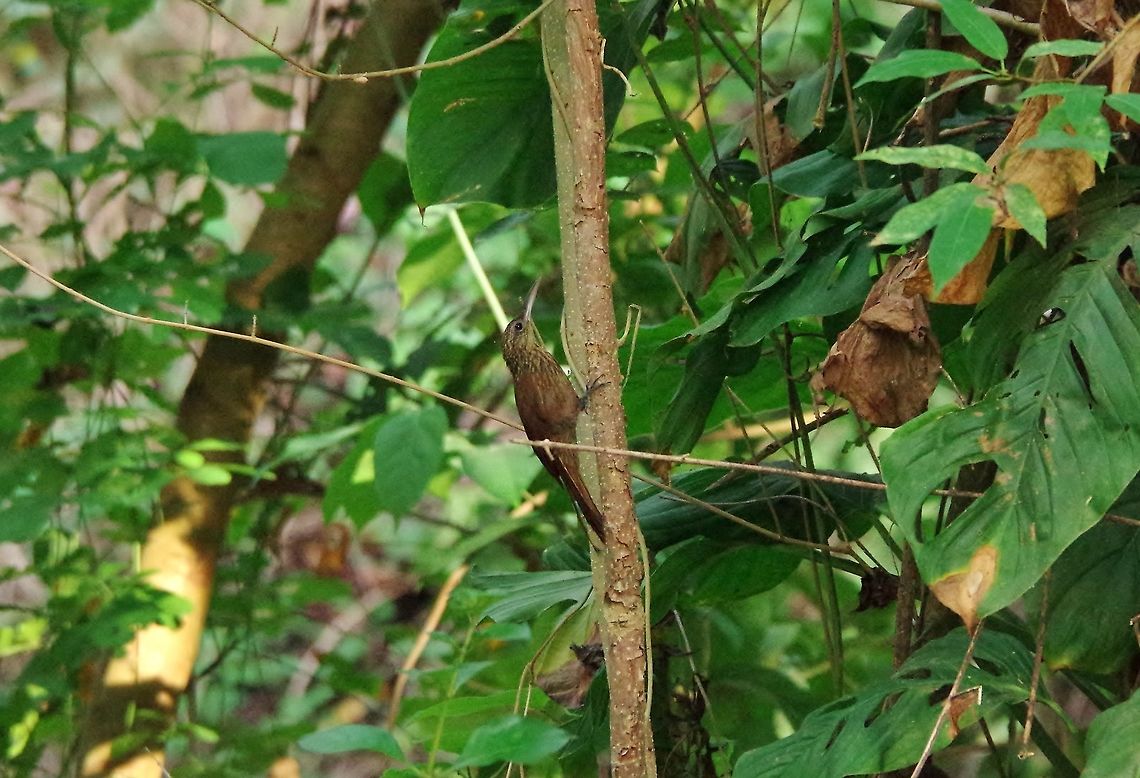 Cocoa woodcreeper (Xiphorhynchus susurrans) Cabo San Juan de la Guia, PNN Tayrona, Colombia. May 29, 2014. Cocoa woodcreeper,Colombia,Geotagged,Spring,Xiphorhynchus susurrans