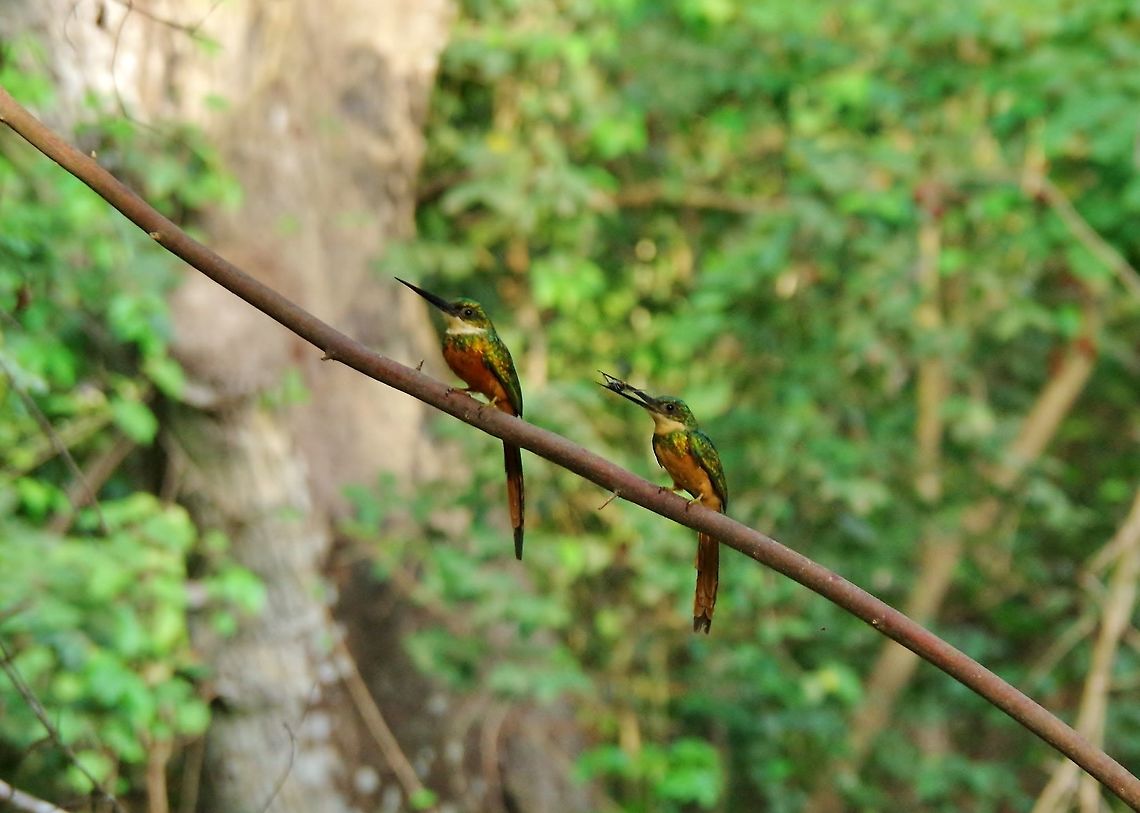 Rufous-tailed jacamar (Galbula ruficauda) pair Cabo San Juan de la Guia, PNN Tayrona, Colombia. May 29, 2014. Colombia,Galbula ruficauda,Geotagged,Rufous-tailed jacamar,Spring