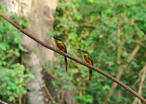 Rufous-tailed jacamar (Galbula ruficauda) pair Cabo San Juan de la Guia, PNN Tayrona, Colombia. May 29, 2014. Colombia,Galbula ruficauda,Geotagged,Rufous-tailed jacamar,Spring