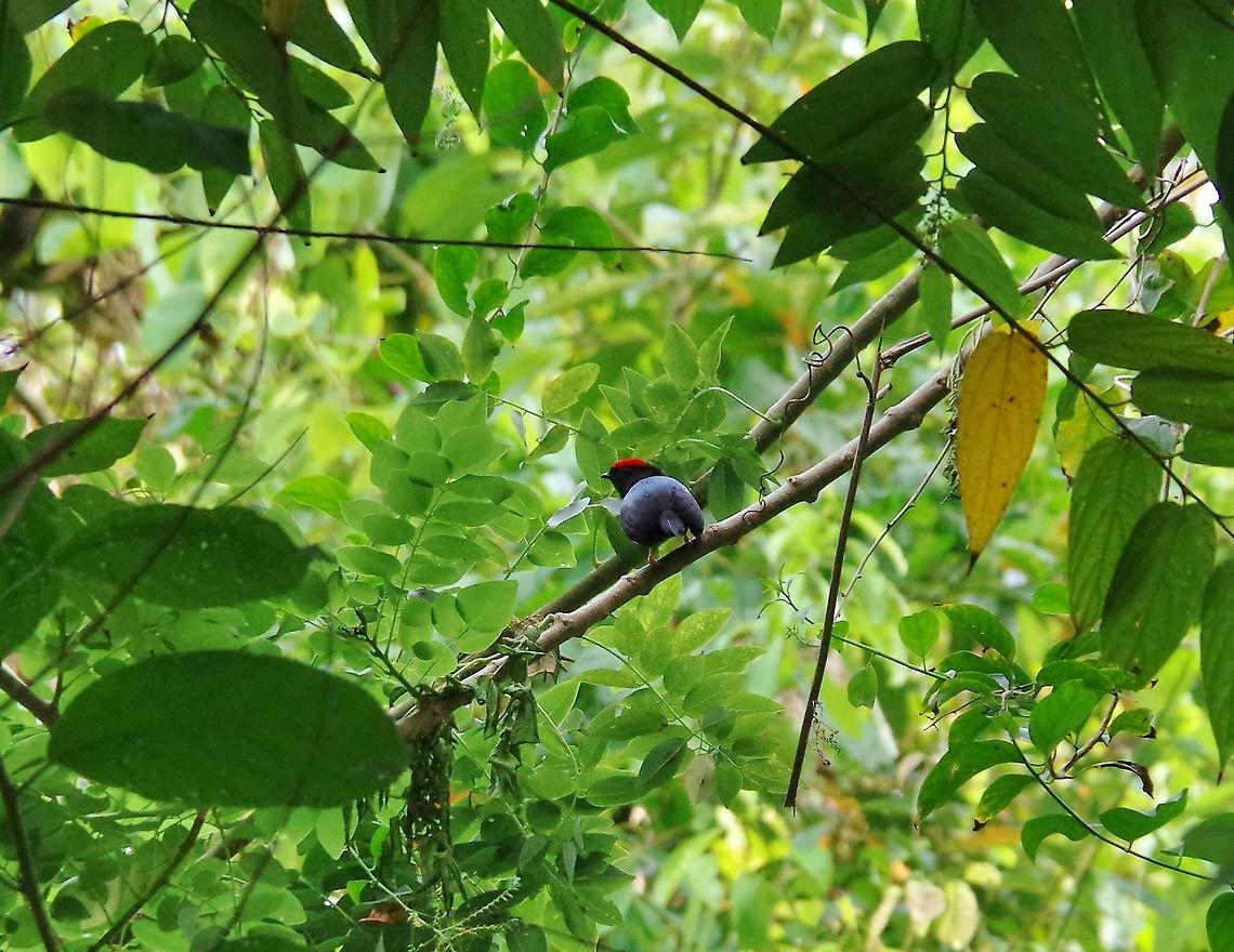 Lance-tailed manakin (Chiroxiphia lanceolata) Cabo San Juan de la Guia, PNN Tayrona, Colombia. May 29, 2014. Chiroxiphia lanceolata,Colombia,Geotagged,Lance-tailed manakin,Spring