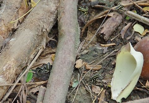 Dendrobates truncatus party! Cabo San Juan de la Guia, PNN Tayrona, Colombia. May 29, 2014.
There were several more outside the frame! Colombia,Dendrobates truncatus,Geotagged,Spring,Yellow-striped poison frog
