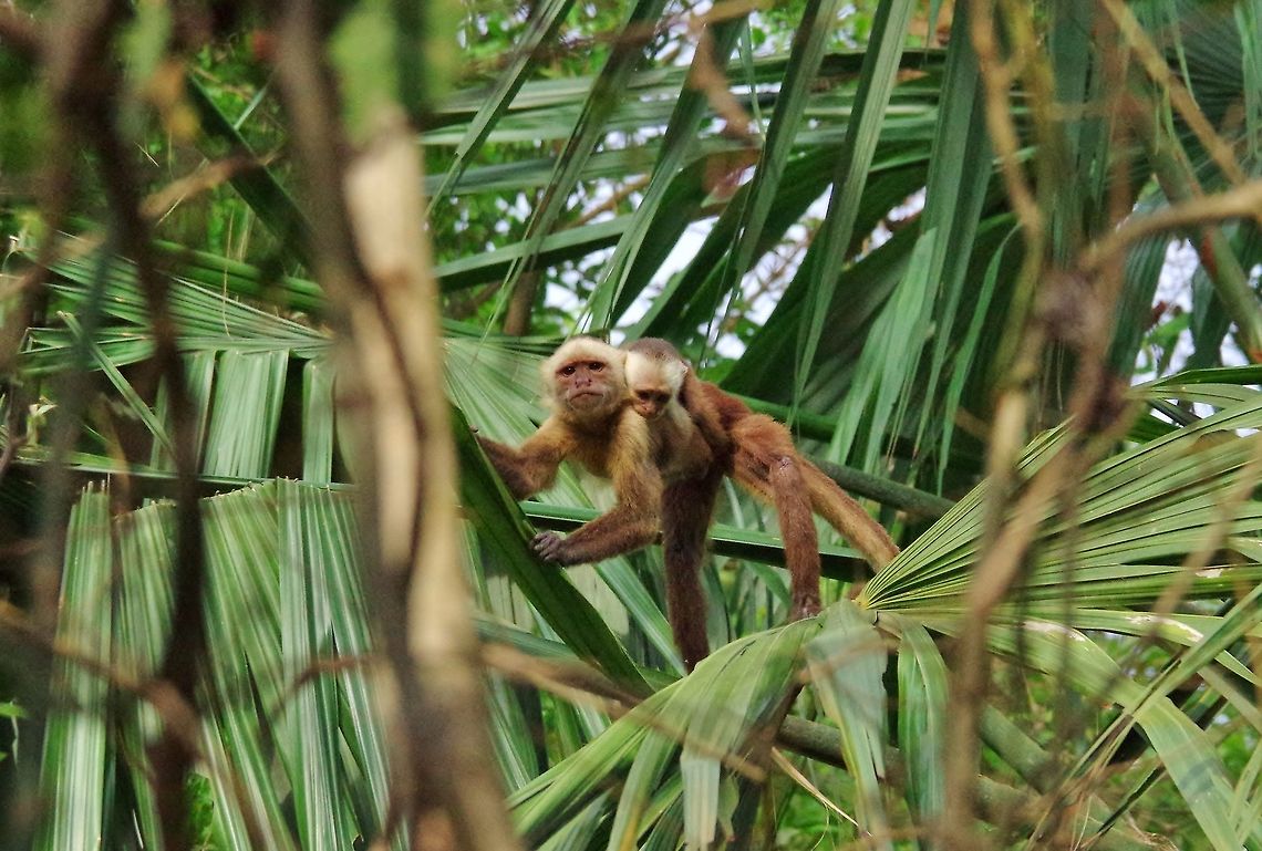 White-fronted capuchin (Cebus albifrons) mother with her baby Cabo San Juan de la Guia, PNN Tayrona, Colombia. May 29, 2014. Cebus albifrons,Colombia,Geotagged,Spring,White-fronted capuchin