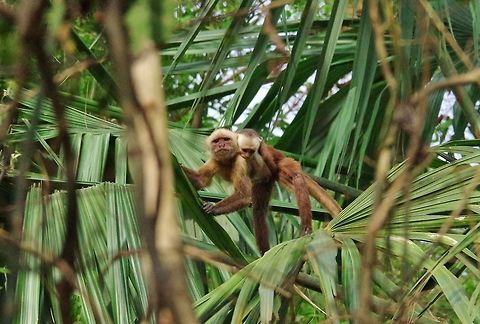 White-fronted capuchin (Cebus albifrons) mother with her baby Cabo San Juan de la Guia, PNN Tayrona, Colombia. May 29, 2014. Cebus albifrons,Colombia,Geotagged,Spring,White-fronted capuchin