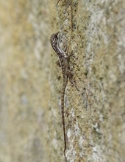 Brown Basilisk (Basiliscus vittatus) Cabo San Juan de la Guia, PNN Tayrona, Colombia. May 29, 2014. Basiliscus vittatus,Brown Basilisk,Colombia,Geotagged,Spring