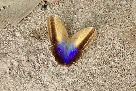 Caligo telamonius (Nymphalidae) upperside Cabo San Juan de la Guia, PNN Tayrona, Colombia. May 29, 2014. Caligo telamonius,Colombia,Geotagged,Spring