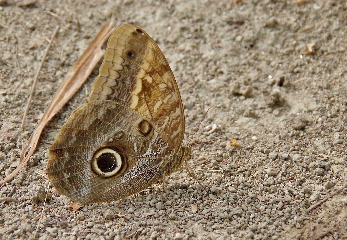 Caligo telamonius (Nymphalidae) underside Cabo San Juan de la Guia, PNN Tayrona, Colombia. May 29, 2014. Caligo telamonius,Colombia,Geotagged,Spring