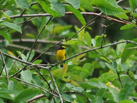 Thick-billed euphonia (Euphonia laniirostris) Minca, Magdalena, Colombia. Jun 3, 2014. Colombia,Euphonia laniirostris,Geotagged,Spring,Thick-billed euphonia